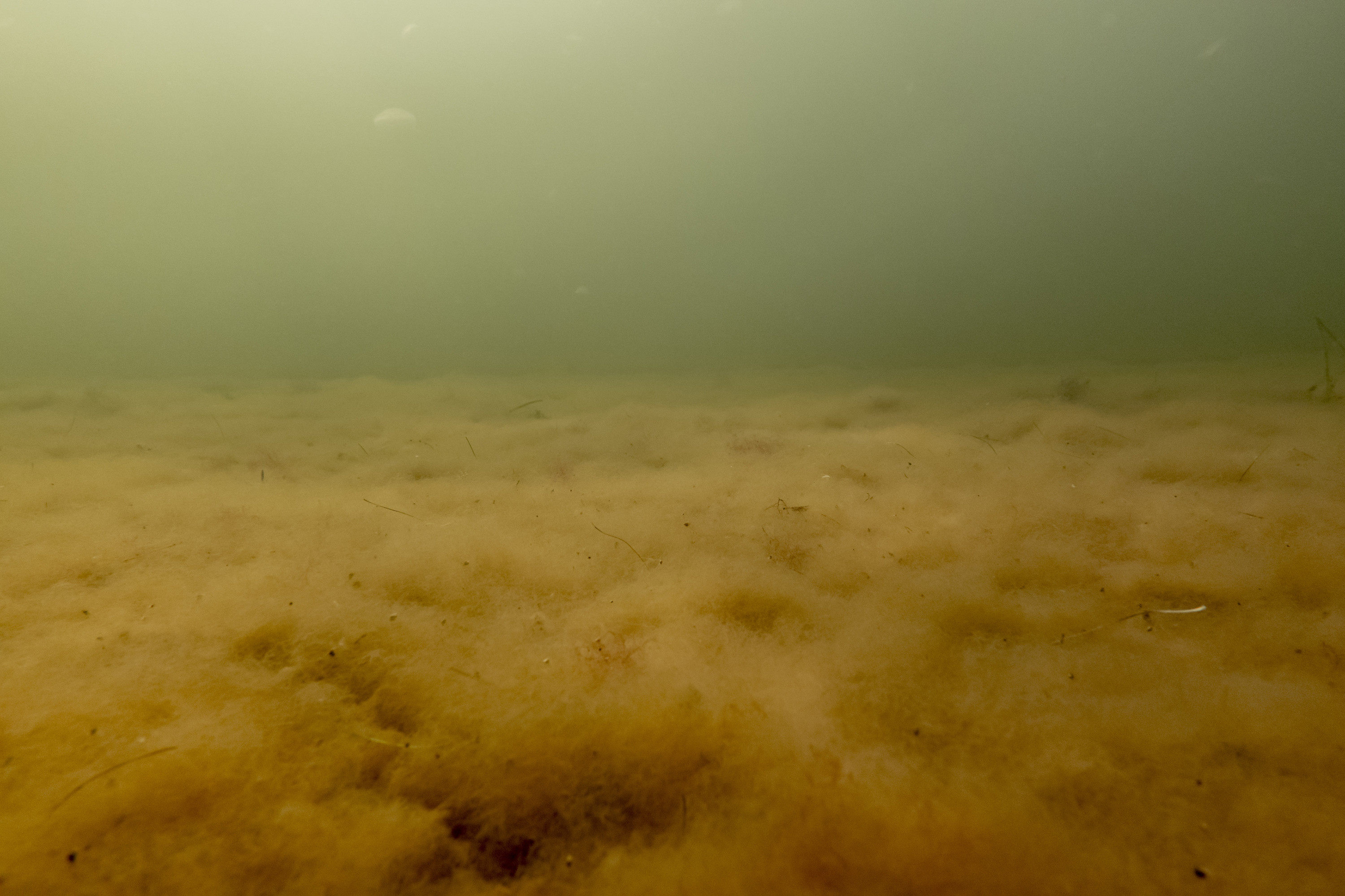 Historier fra Vestbredden, gode fester, dårlig narko, spændende visuelle koncepter (og næsten intet om Jan Grarup)